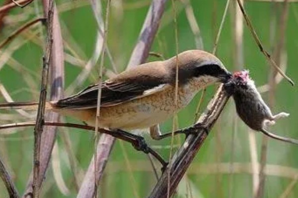 捕食性昆虫有哪些，常见的有螳螂、捕食螨等
