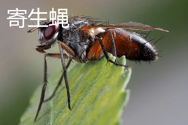 捕食性昆虫有哪些，常见的有螳螂、捕食螨等