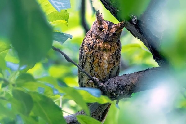 捕食性昆虫有哪些，常见的有螳螂、捕食螨等