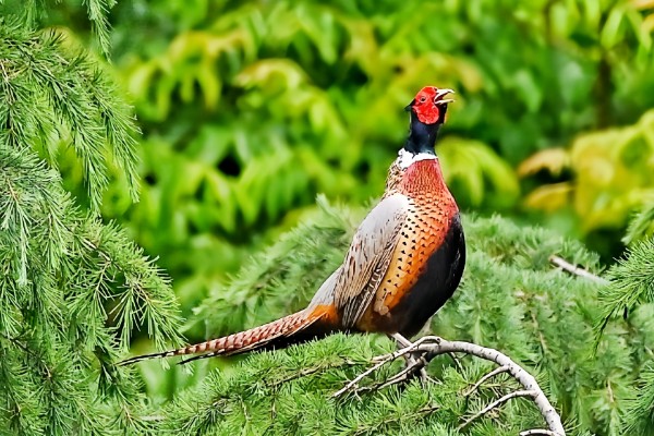 捕食性昆虫有哪些，常见的有螳螂、捕食螨等