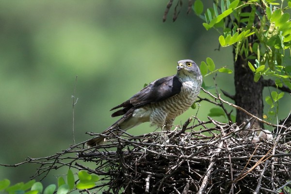 捕食性昆虫有哪些，常见的有螳螂、捕食螨等