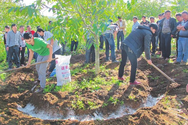 果树的施肥时间，不同生长期的施肥方法不同
