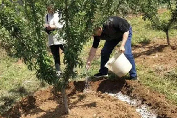 果树的施肥时间，不同生长期的施肥方法不同