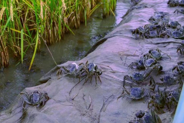 为什么盘锦稻田蟹很小，可能是由于环境等因素造成的