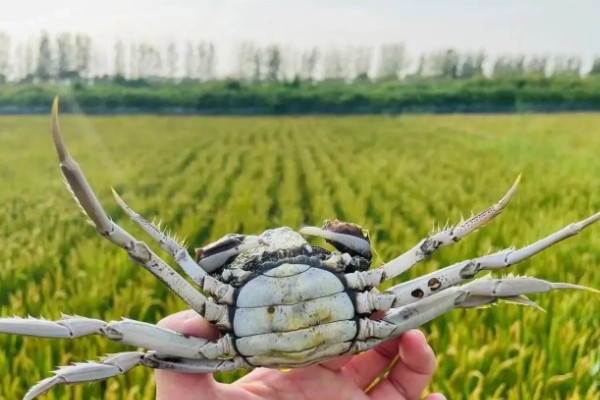 为什么盘锦稻田蟹很小，可能是由于环境等因素造成的