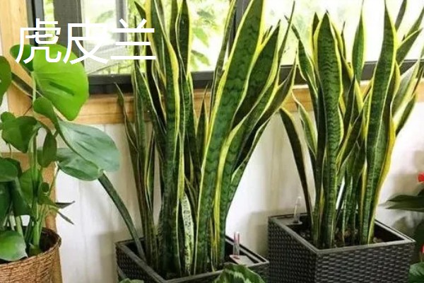 有哪些特别耐阴的室内植物，有虎皮兰、金钱树等