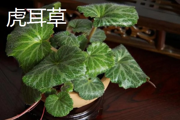 有哪些特别耐阴的室内植物，有虎皮兰、金钱树等