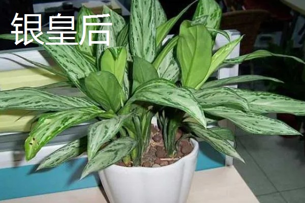 有哪些特别耐阴的室内植物，有虎皮兰、金钱树等