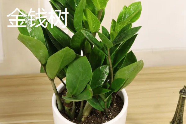 有哪些特别耐阴的室内植物，有虎皮兰、金钱树等