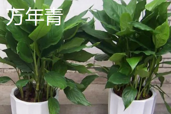 有哪些特别耐阴的室内植物，有虎皮兰、金钱树等