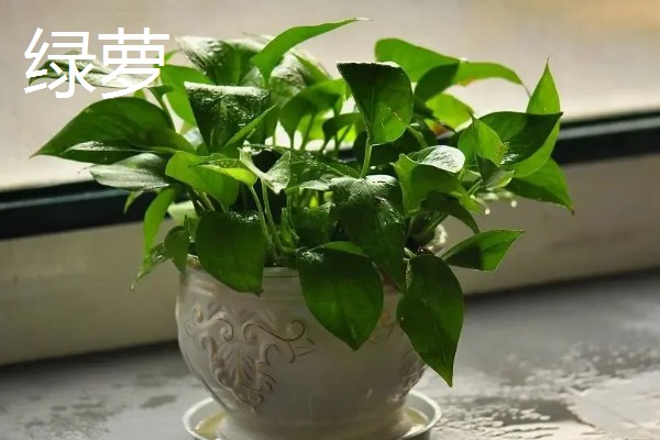 有哪些特别耐阴的室内植物，有虎皮兰、金钱树等