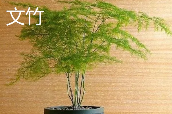 有哪些特别耐阴的室内植物，有虎皮兰、金钱树等