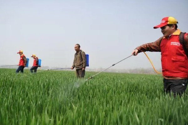 小麦除草剂冬季使用时间,在幼苗期、返青期的打药效果较好