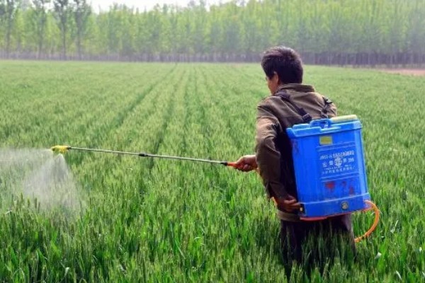 小麦除草剂冬季使用时间,在幼苗期、返青期的打药效果较好