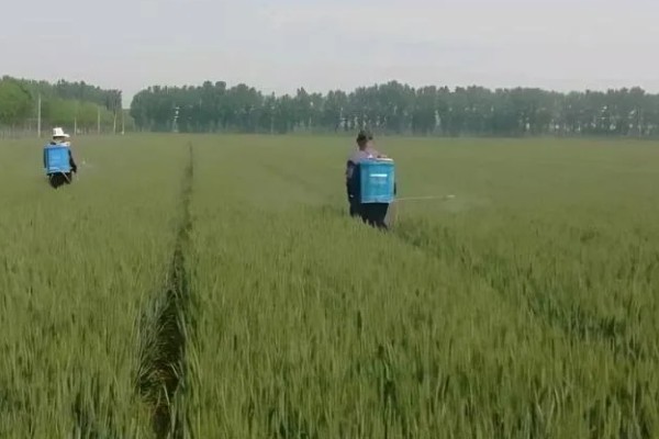 小麦除草剂冬季使用时间,在幼苗期、返青期的打药效果较好