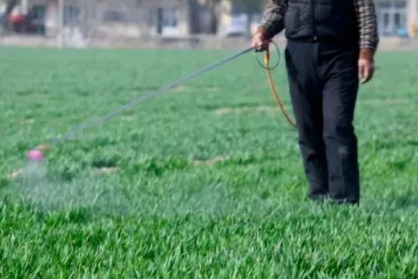 小麦除草剂冬季使用时间,在幼苗期、返青期的打药效果较好