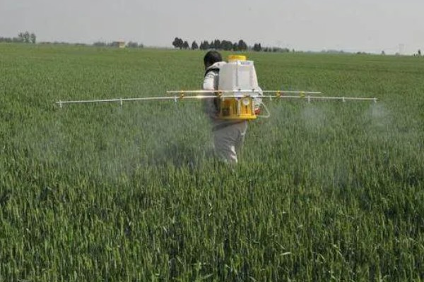 小麦除草剂冬季使用时间,在幼苗期、返青期的打药效果较好