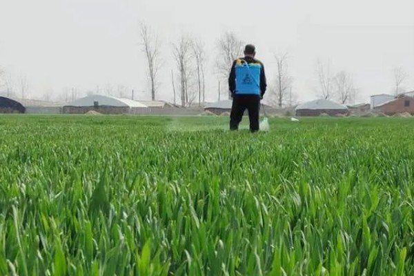 小麦除草剂冬季使用时间,在幼苗期、返青期的打药效果较好