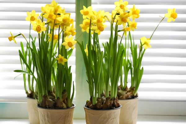 水仙花花苞枯萎如何解决，被强光灼伤需减少光照供应