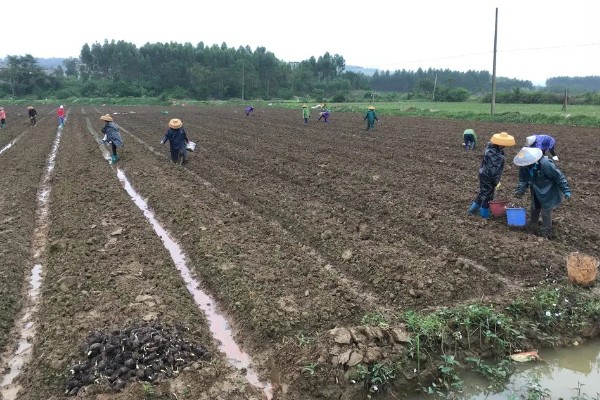 毛芋头什么时候种植，适合在3月份栽种