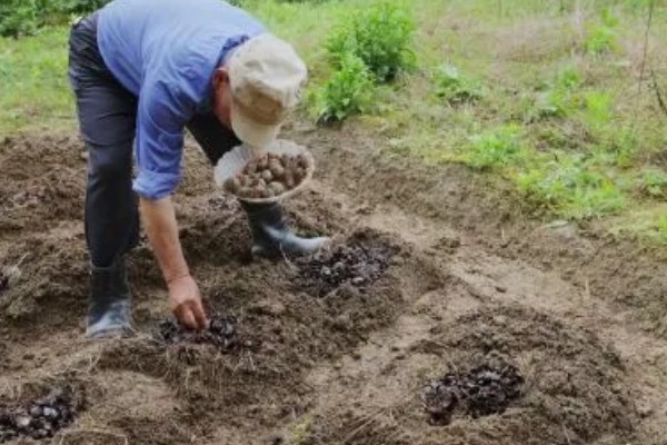 毛芋头什么时候种植，适合在3月份栽种