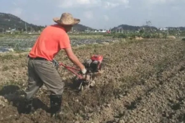 毛芋头什么时候种植，适合在3月份栽种