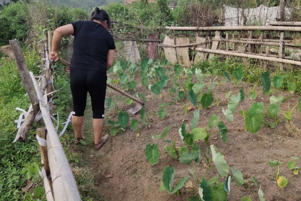 毛芋头什么时候种植，适合在3月份栽种