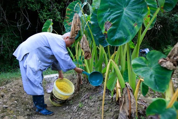 毛芋头什么时候种植，适合在3月份栽种