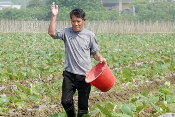 毛芋头什么时候种植，适合在3月份栽种