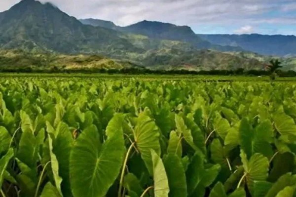 毛芋头什么时候种植，适合在3月份栽种