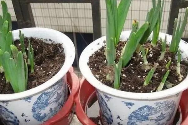 水仙花花苞枯萎如何解决，被强光灼伤需减少光照供应