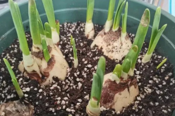 水仙花花苞枯萎如何解决，被强光灼伤需减少光照供应