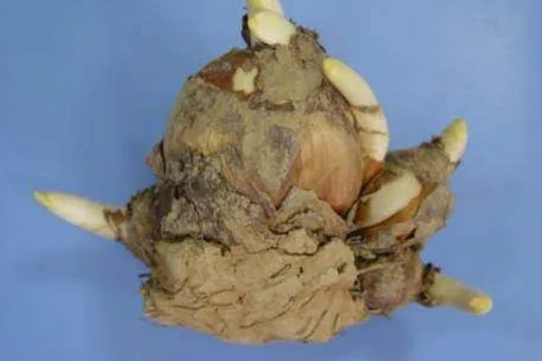 水仙花花苞枯萎如何解决，被强光灼伤需减少光照供应