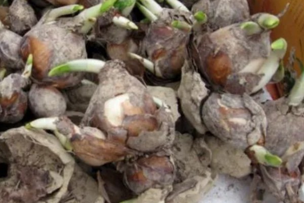 水仙花花苞枯萎如何解决，被强光灼伤需减少光照供应