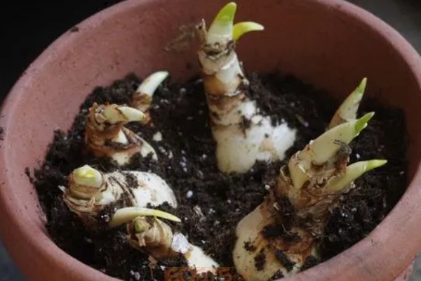 水仙花花苞枯萎如何解决，被强光灼伤需减少光照供应