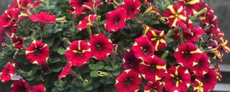 牵牛花能不能在花盆中生长,使用疏松肥沃、排水良好的盆土可以旺盛生长
