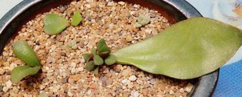 燕子掌的繁殖方法，以扦插和分株为主