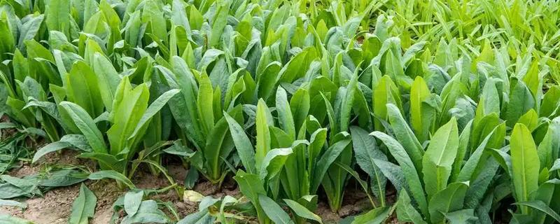 莴笋什么时候采收，茎充分肥大之前可随时采收嫩株上市