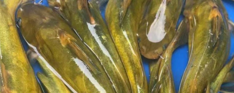 黄骨鱼吃哪些饲料，可用动物性饲料或人工搭配饲料