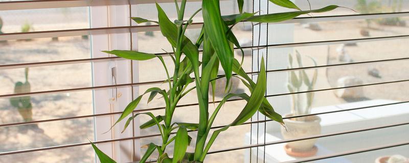 富贵竹叶子卷边怎么处理，要严格减少浇水次数和水量