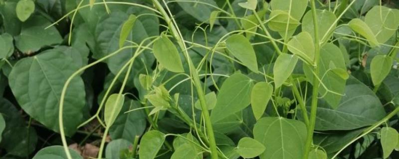 龙须菜的简介，属于天门冬科草本植物