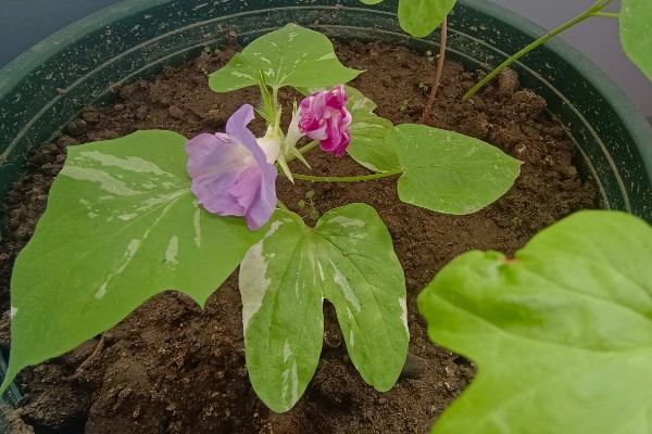 牵牛花能不能在花盆中生长,使用疏松肥沃、排水良好的盆土可以旺盛生长