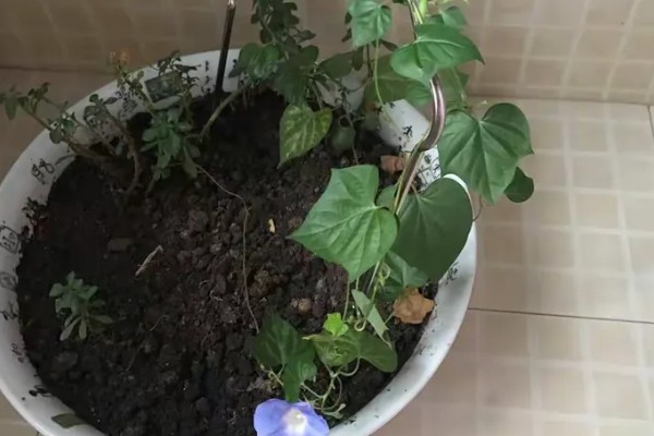 牵牛花能不能在花盆中生长,使用疏松肥沃、排水良好的盆土可以旺盛生长