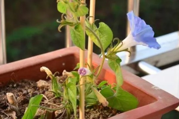 牵牛花能不能在花盆中生长,使用疏松肥沃、排水良好的盆土可以旺盛生长