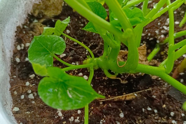 牵牛花能不能在花盆中生长,使用疏松肥沃、排水良好的盆土可以旺盛生长