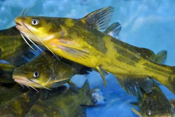 黄骨鱼吃哪些饲料，可用动物性饲料或人工搭配饲料