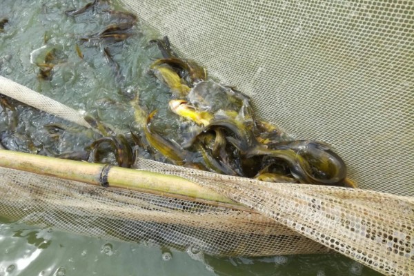 黄骨鱼吃哪些饲料，可用动物性饲料或人工搭配饲料