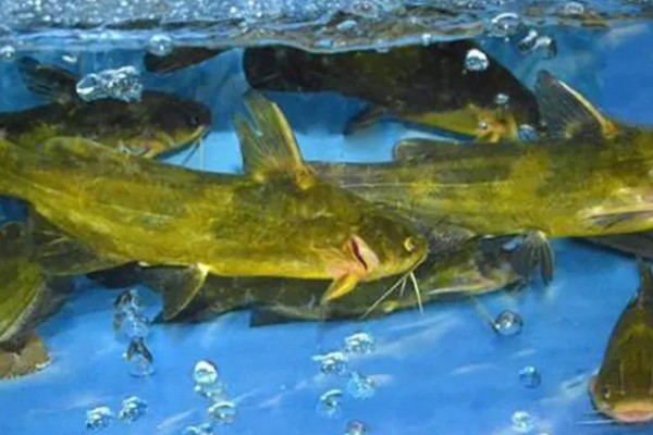 黄骨鱼吃哪些饲料，可用动物性饲料或人工搭配饲料