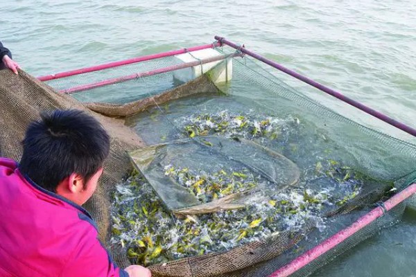 黄骨鱼吃哪些饲料，可用动物性饲料或人工搭配饲料