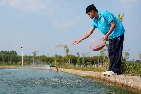 黄骨鱼吃哪些饲料，可用动物性饲料或人工搭配饲料